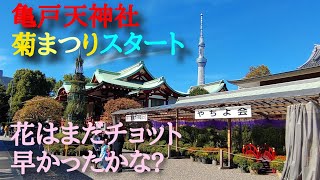 亀戸天神社 菊まつりスタート 花はまだチョット早かったかな 21年10月24日撮影 Youtube