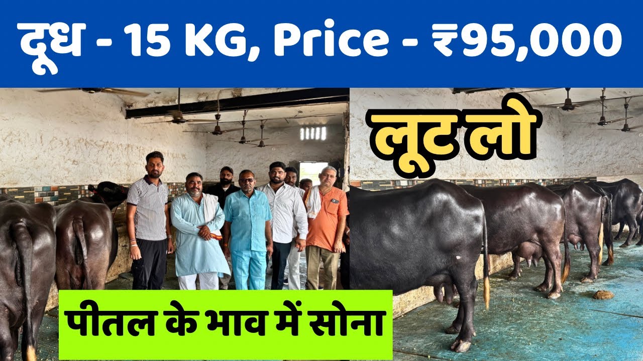 15 लीटर दूध की भैंस 95,000 रुपए में - इससे सस्ता राम का नाम - Milking Buffaloes at Reasonable Price