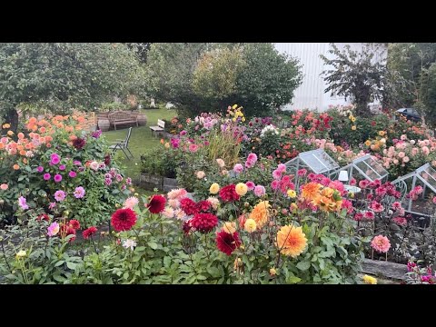 Building Norway’s Largest Dahlia Garden | Follow the Process on YouTube in 2026 (Footage from 2025)