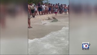 Death toll of endangered sawfish rises as concern over reason grows