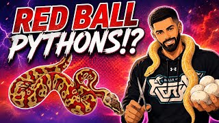 Could These Snakes Be the KEY to Making a RED Ball Python!? 