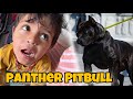 Black panther pitbully ghar le aaye  new entry