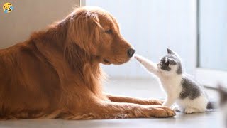 FUNNY CATS and DOGS 🐱🐶 New Funniest Cute Animals Videos by Morgan 804,678 views 3 months ago 10 minutes, 15 seconds