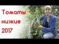 Мои низкорослые томаты 2017