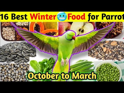 15 Best food for parrot 🦜 in winter 🥶 season/ तोते को ठंड में क्या खिलाना चाहिए ? in hindi 15 Best food for parrot 🦜 in winter 🥶 season/ तोते को ठंड में क्या खिलाना चाहिए ? in hindi