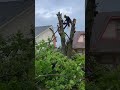 #trees #treeremoval #treeservice Make it easy #tulsa #landscape