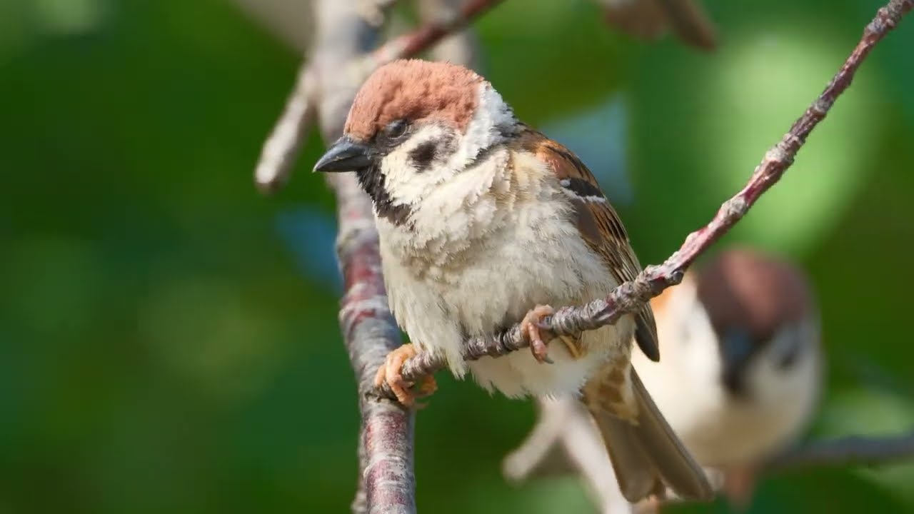 L119 #スズメ #sparrow #birds #すずめ #_puku - YouTube