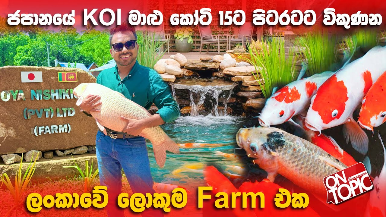 Japan KOI මාළු කෝටි 15ට පිටරටට විකුණන ලංකාවේ ලොකුම Farm එක | On Topic With Hasitha Wijewardena