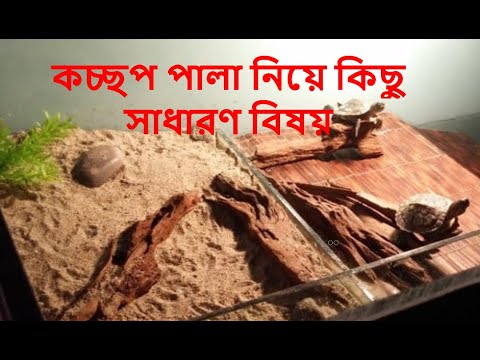 ভিডিও: নতুন বছরের জন্য কচ্ছপ পিষ্টকটি কীভাবে তৈরি করবেন