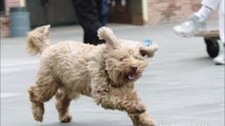 Silent Partner - Dog Park (No Copyright Music)