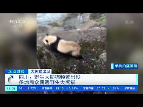[正点财经]大熊猫出没 四川：野生大熊猫频繁出没 多地民众偶遇野生大熊猫| CCTV财经