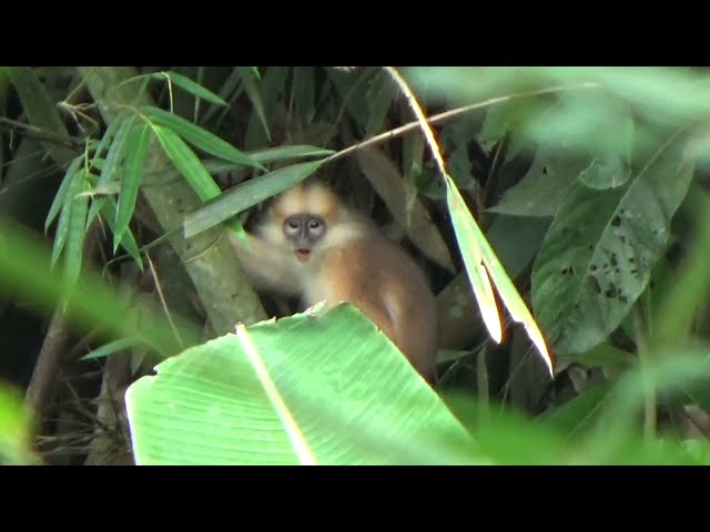 Suara dan suasana pedesaan pagi hari | Suara kokok ayam dan kicauan burung class=