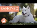 Samoyed Dog - history, characteristics and care の動画、YouTube動画。