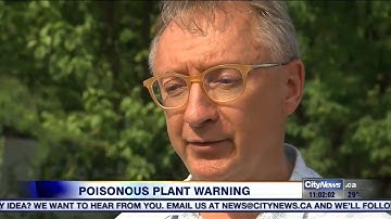 Video: Poisonous tall plant growing in GTA causes burning rashes
