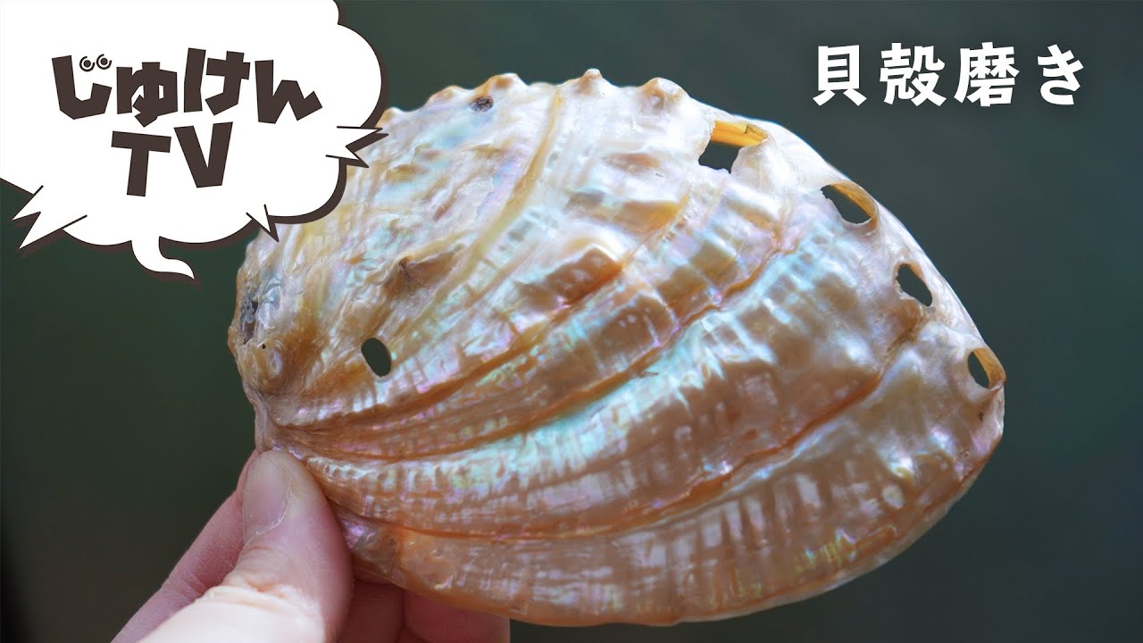 貝磨き アワビの貝殻を磨いてみよう 実験 Youtube