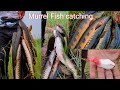 🦈Unbelievable fishing|technique fishing🦈|murrel fish catching|Village fishing