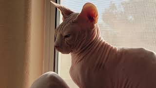Start your morning with the Sphynx boys in stunning HD by SphynxDaddy 643 views 3 years ago 4 minutes, 1 second
