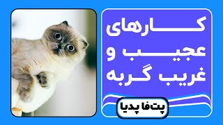 کارهای عجیب گربه | چرا گربه اینجوریه؟ by Petfa 1,191 views 2 years ago 5 minutes, 41 seconds