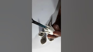 Art & Crafts ASMR DIY 88 #Shorts #ASMR #DIY #craft #ideas #art #viralshorts