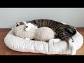 ピーナッツが好きすぎるリノ王子😽