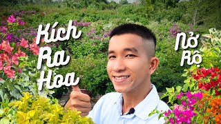 Loại Phân Bón Cho Bông Giấy Nở Rộ Không Cần Thuốc Kích Thích • Vlog #13