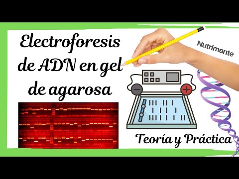 Video: ¿Qué factor utiliza la electroforesis en gel para separar el cuestionario de moléculas de ADN?