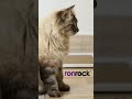 Arranhador para Gatos RONROCK Gatton - Todo Gato é Ronroqueiro #Shorts