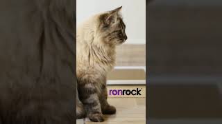 Arranhador para Gatos RONROCK Gatton - Todo Gato é Ronroqueiro #Shorts