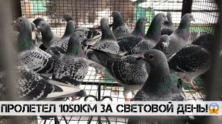 Спортивные голуби г. Селидово. В гостях у Баркова А.А. (0506461702)