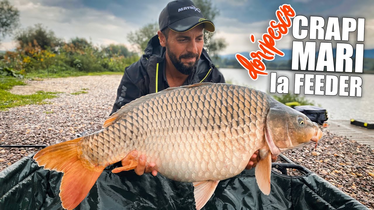 Pescuit la feeder | In cautarea crapilor mari pe lacul Doripesco | PREMIU in VIDEO‼️