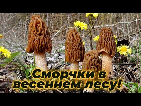 Первые весенние грибы - собираю Сморчки в весеннем лесу!