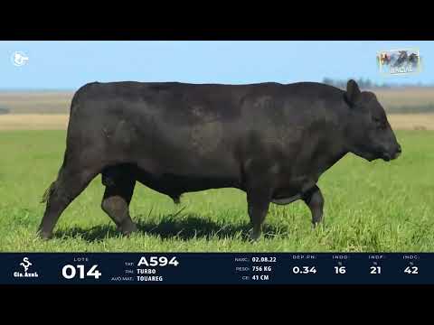 LOTE 14   TAT A594 M Angus