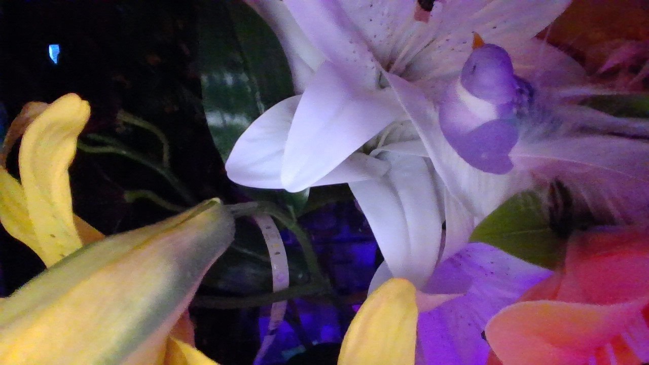 3.6.26 Happy Friday 8:33AM lilies