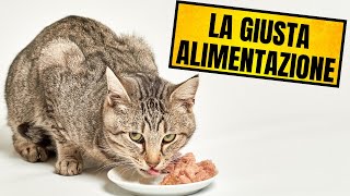 I Segreti Di Una Corretta Alimentazione Del Gatto Domestico by Funny Pets 262 views 1 year ago 1 minute, 59 seconds