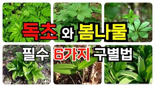독초와 산나물 구별법 (필수 6가지 )