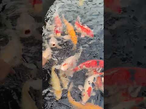 Ikan koi #fish