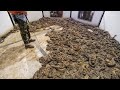 Il trouve 45 serpents cobra sous sa maison vous ne croirez pas ce quil a fait avec  