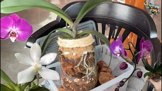 Посадка большой орхидеи в закрытую систему 🌸🫶🏻🔥 #phal #orchid #орхомания