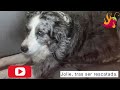 Jolie, la perra que naufragó en Murcia y llegó nadando a tierra tras caer al mar des del barco