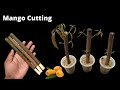 How to propagate mango tree from cuttings  grow mango tree cutting