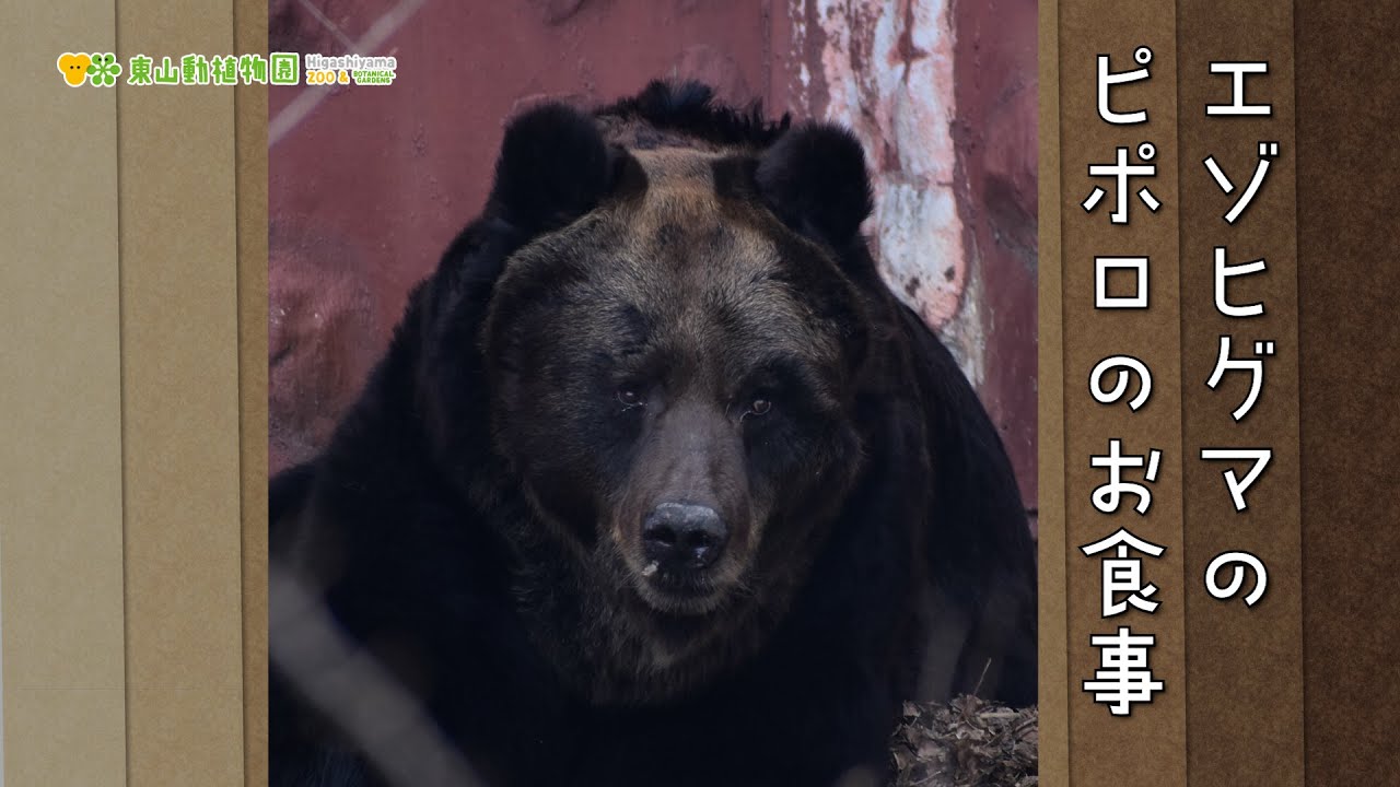 Higashiyama Zoo and Botanical Gardens Official] Introducing the