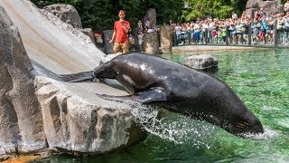 Zoo Praha: Lachtaní cvičení