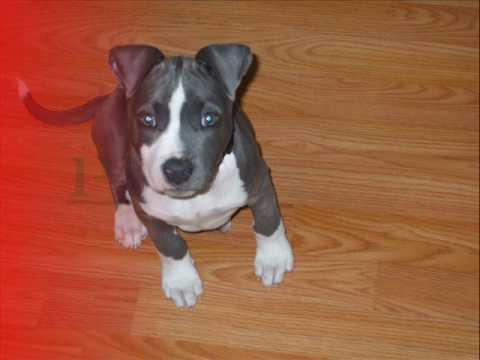 3 month pitbull puppy blue nose pitbull pebbles 3 months 3 month pitbull puppy blue nose pitbull pebbles 3 months