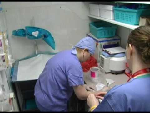 cord-blood:-giving-birth-to-hope-video---brigham-and-women's-hospital