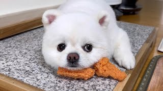 Puppy completely fooled by model fried chicken
