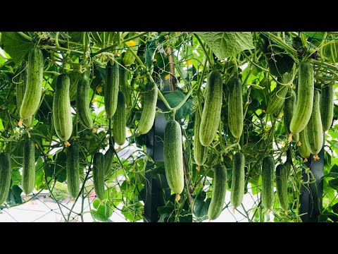 Video: Lưu ý cho cư dân mùa hè: cách trồng dưa chuột trong thùng