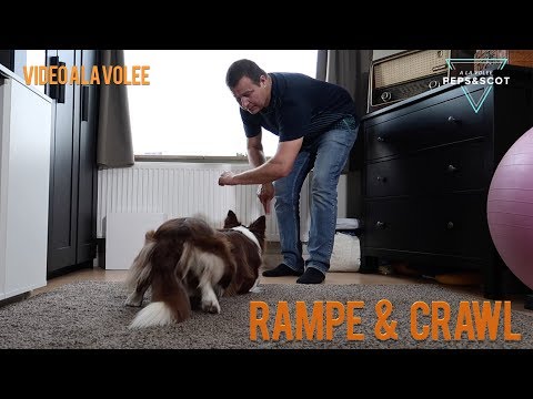 Vidéo: Comment former un chien à utiliser une rampe