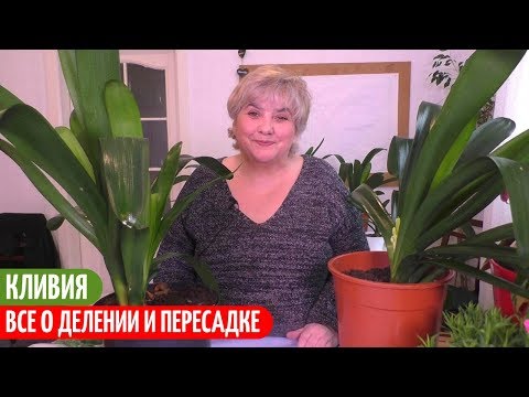 Пересадка кливии в домашних условиях видео