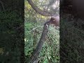 Sasquatch structure or nature?  How to tell the difference, (#6) Pt. 1 of 3