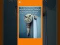 шутка юмор жизненно мем смехпродлеваетжизнь прикол Humor Cat кот смех 